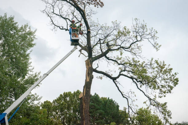 Professional Tree Services in Bay City, OR